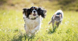 Betaglucana é aliada ao tratamento de doenças osteoarticulares