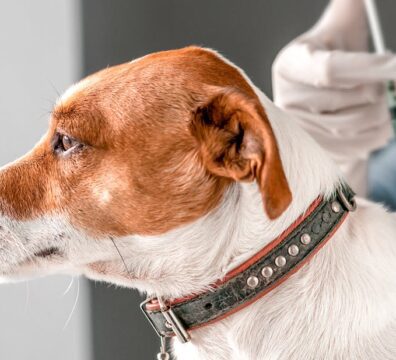 ed22h-your-essential-puppy-vaccination-guide-hero-dog