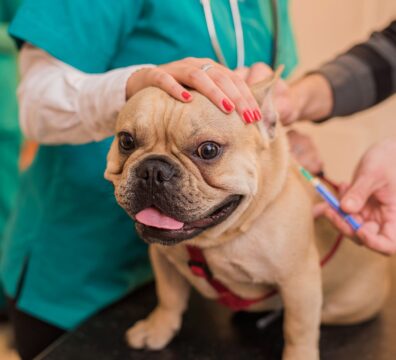 190522-dog-vaccinations