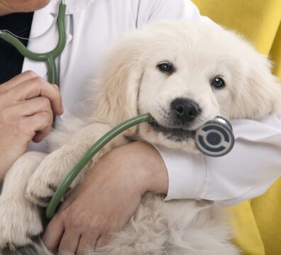 veterinarian_holding_puppy.jpg.1440x960_q100_crop-scale_upscale