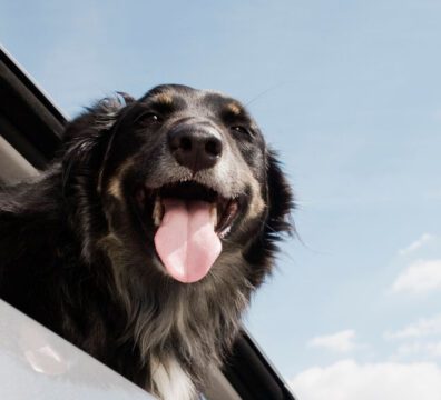 A-dog-in-a-car-on-a-hot-day copy