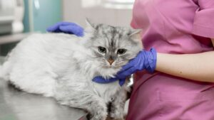 Doenças virais em gatos: fique atento aos sinais