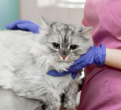 2021_05_19_doenca_felina_0