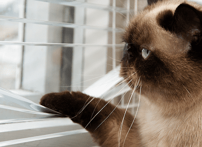 2021_05_21_19h_gato_fujao