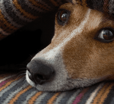 2021_05_31_cachorro_frio_1