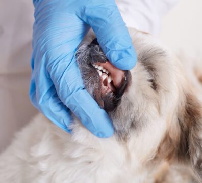 Vet dentist checking dog's teeth, fluffy angry dog being examined in veterinary clinic, closeup portrait pekingese puppy, doctor keeps hand on dog's jaw.