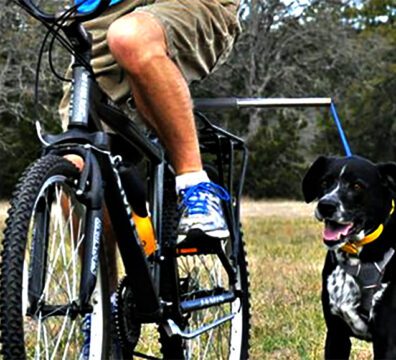 2021_06_03_bicicleta_cachorro_capa