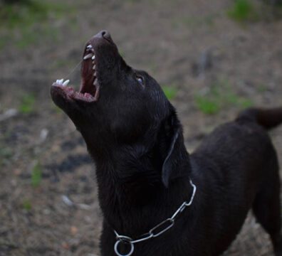 2021_06_11_pergunteaovet_vacina_raiva_2