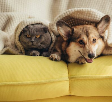 cat and dog lying together under blanket on sofa
