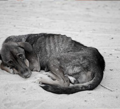 Cropped portrait of mature veterinarian examining ears and hearing of white dog at vet clinic, copy space