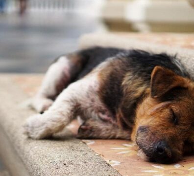 2021_08_18_animais_de_rua