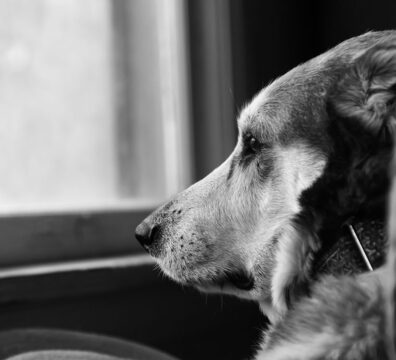 A grayscale selective focus hot of a sad dog looking out a window