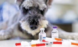 Fique atento aos sinais do diabetes em cães