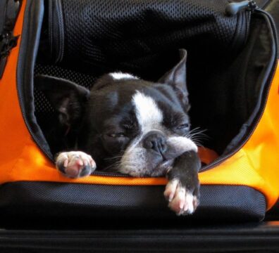Dog waits in its carry-on container at airport in Atlanta, Georgia.