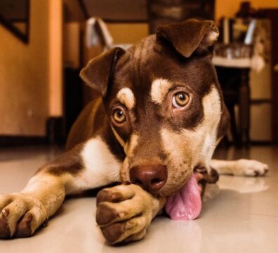 28_dematite_lambedura_1