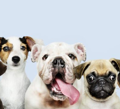 Group portrait of adorable puppies