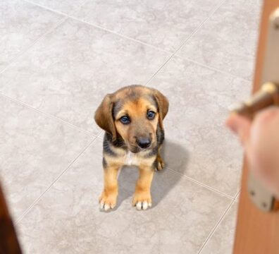 _210_cachorro_sozinho