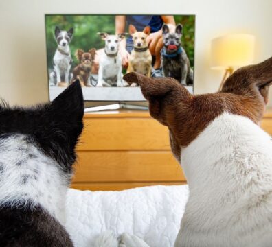 12_tv_cachorro_1_CAPA