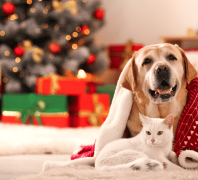 presente-de-natal-para-cachorro-e-gato-2-