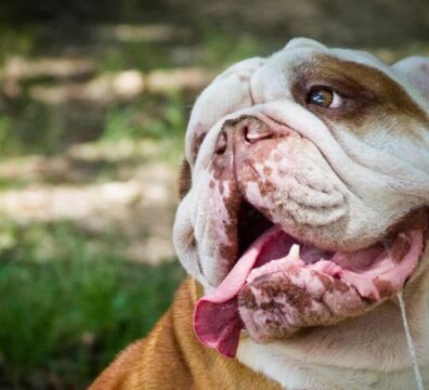 01_cachorro_baba_2