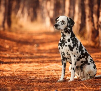 10_dalmata_4