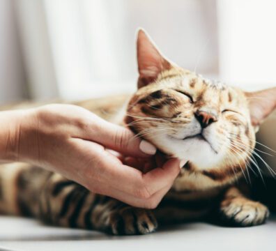 Happy Bengal cat loves being stroked by woman's hand under chin. Lying relaxed on window sill and smiling