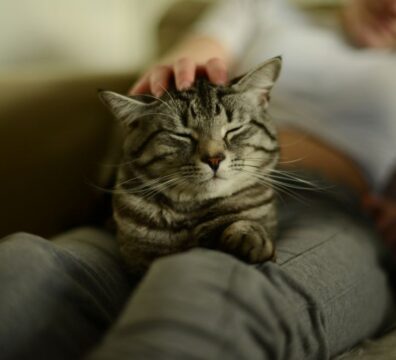 20_gato_carinho