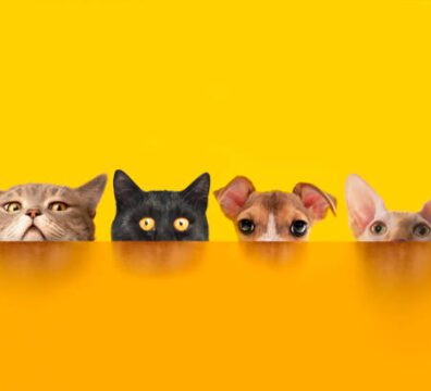 Pets behind the orange color desk.