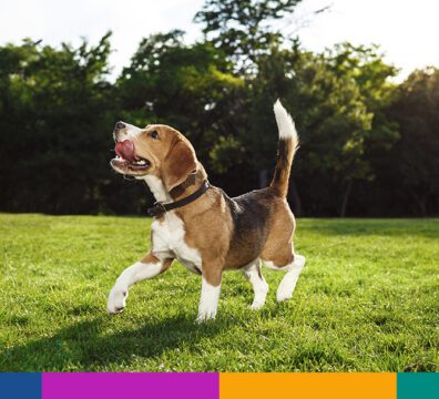 03_beagle_SOCIAL_FACE