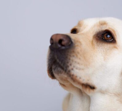 Closeup of the head and eyes of a loving golden labrador retriever looking up towards blank grey studio copyspace