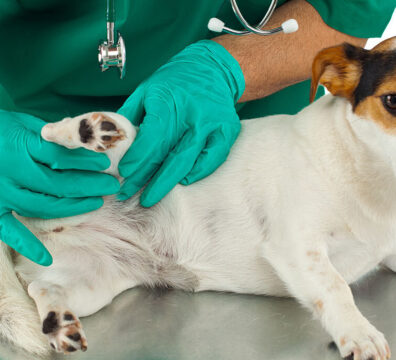 Veterinarian examines the dog's hip on white background