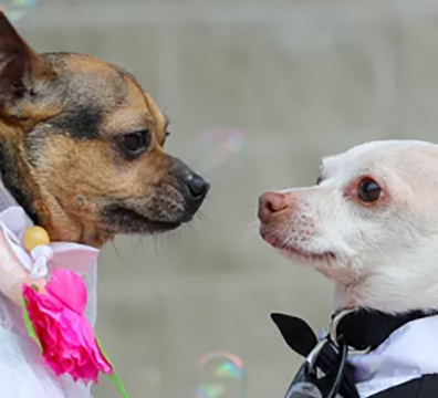 casamento cachorro 4