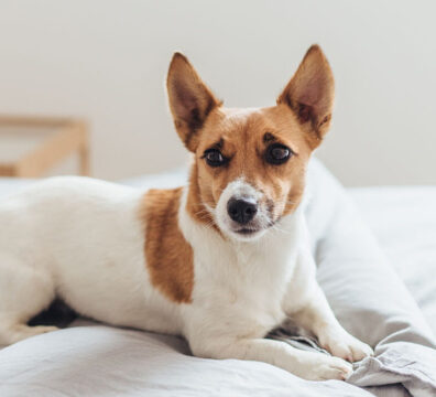 Portrait of adorable Jack Russell Terrier relaxing on comfortable bed in morning light.