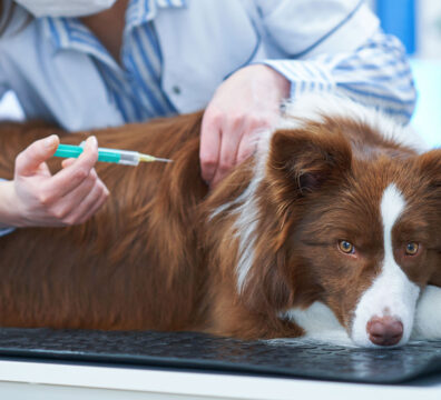 Brown Border Collie dog during visit in vet. High quality photo