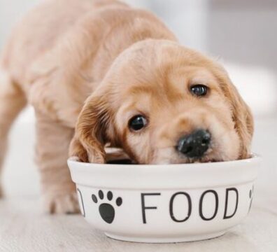 5301-o-cachorro-comendo-rapido-e-comum-mas-i-opengraph_1200-1