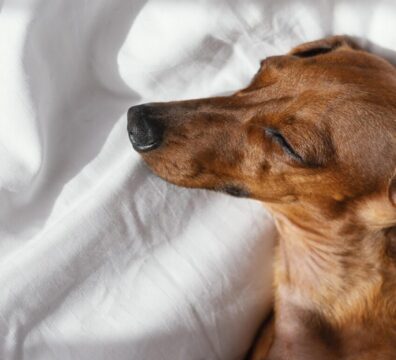 dog-sleeping-in-bed-with-book