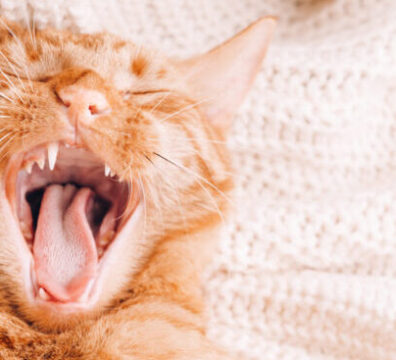 Ginger cat is laying on sofa, perfect pet companion. Its yawning funny with mouth widely open so you can see its teeth