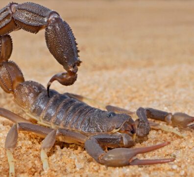Granulated thick-tailed scorpion (Parabuthus granulatus), Kalahari desert, South Africa