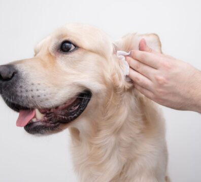 the-man-is-cleaning-the-dog-s-ears-2021-09-07-18-37-14-utc
