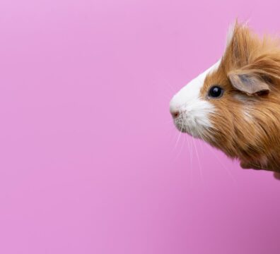 beautiful-guinea-pig-pet-portrait