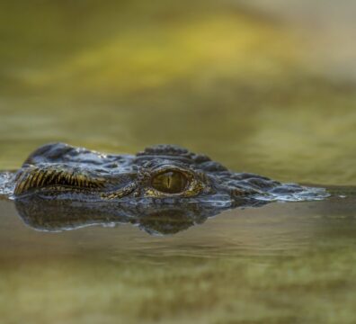 A closeup shot of an alligator eye above the water with a blurred natural background