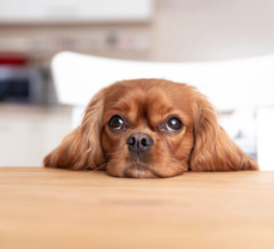 Cute dog sitting behind the kitchen table