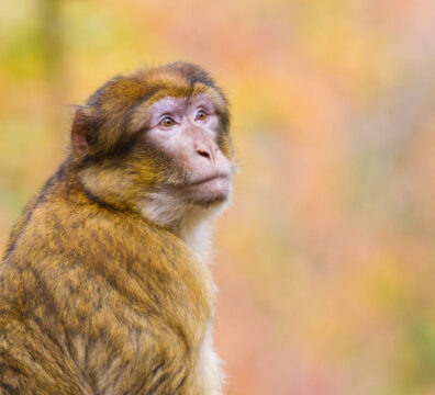 portrait-barbary-macaque-blurred-background-with-autumn-forest-colors