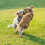 Dois cães da raça golden retriever brincando na grama