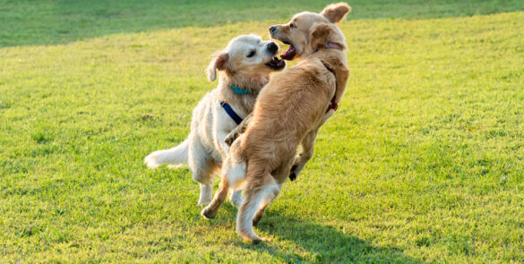 Dois cães da raça golden retriever brincando na grama