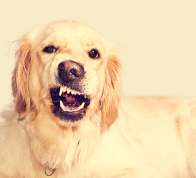 Angry golden retriever dog shows teeth. Pets.