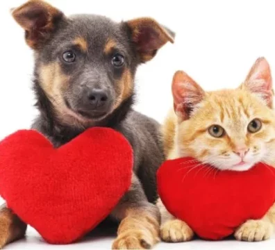 cachorro-gato-coracao