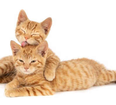 A closeup shot of one ginger cat hugging and licking the other isolated on a white background