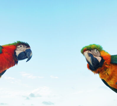 Man holds two colorful macaw parrots on his arm