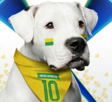 pets-copa-1-800x500_c